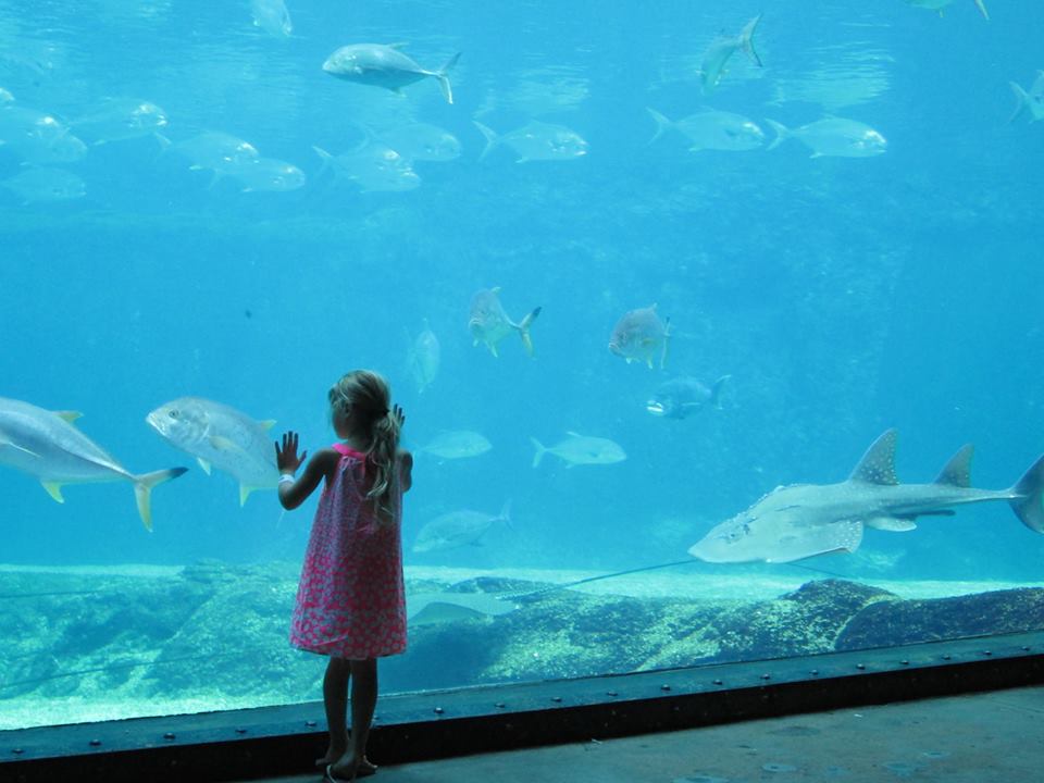 Two Oceans Aquarium